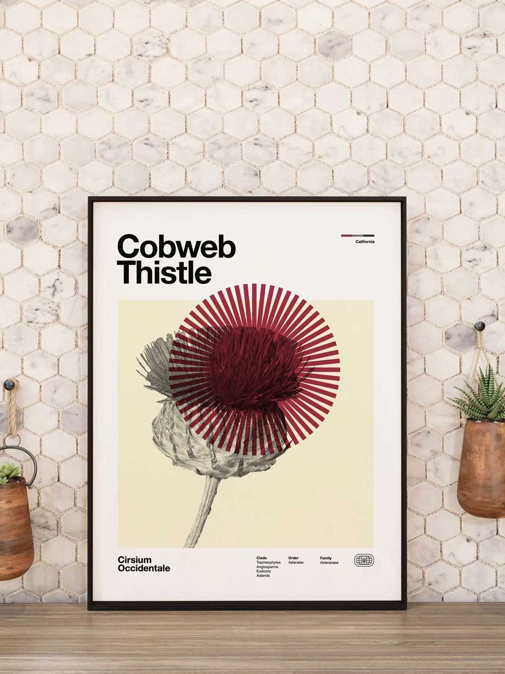 Cobweb Thistle - Image 2