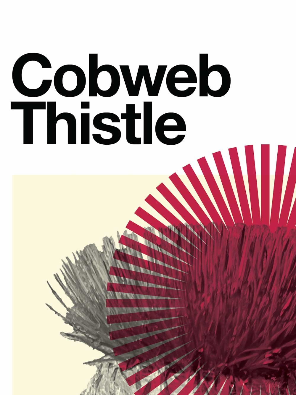 Cobweb Thistle - Image 3