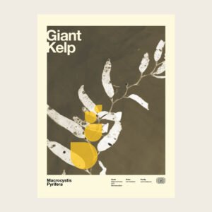 Giant Kelp