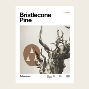Bristlecone Pine