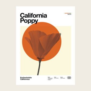 California Poppy