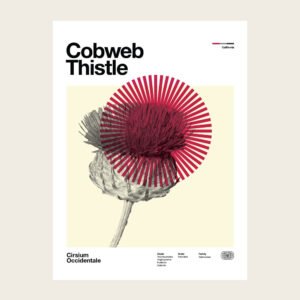 Cobweb Thistle